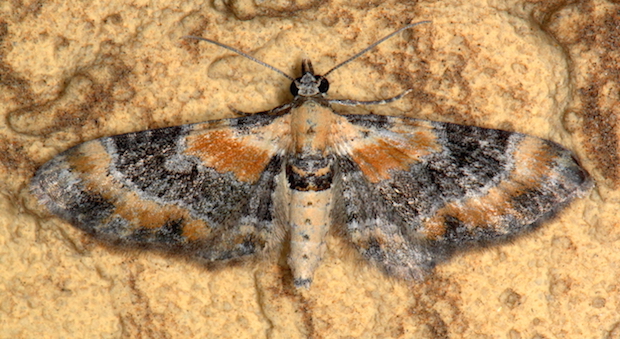 Eupithecia 2 - Eupithecia linariata